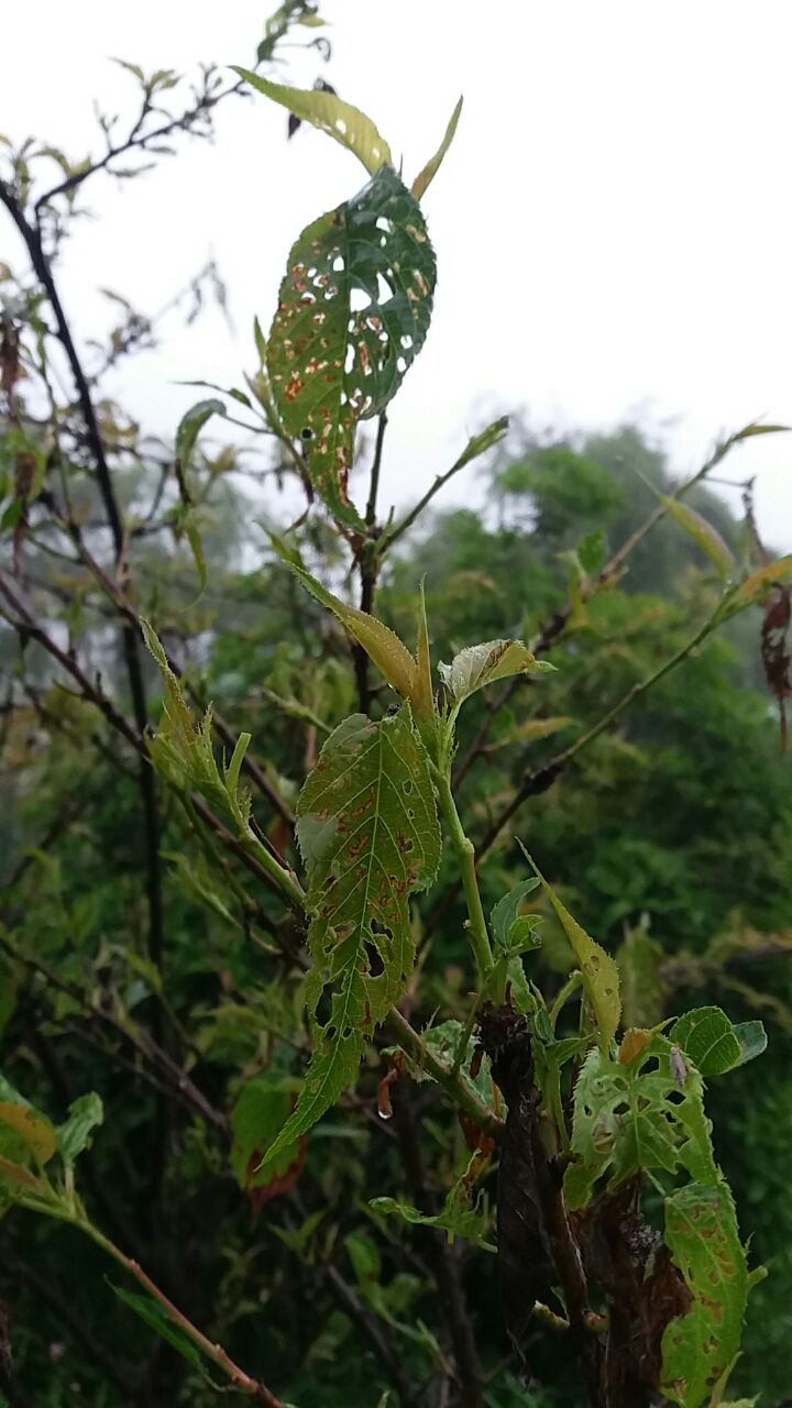 齐山大道月亮湖边成片的杏树,病虫害侵袭月亮湖边的树木