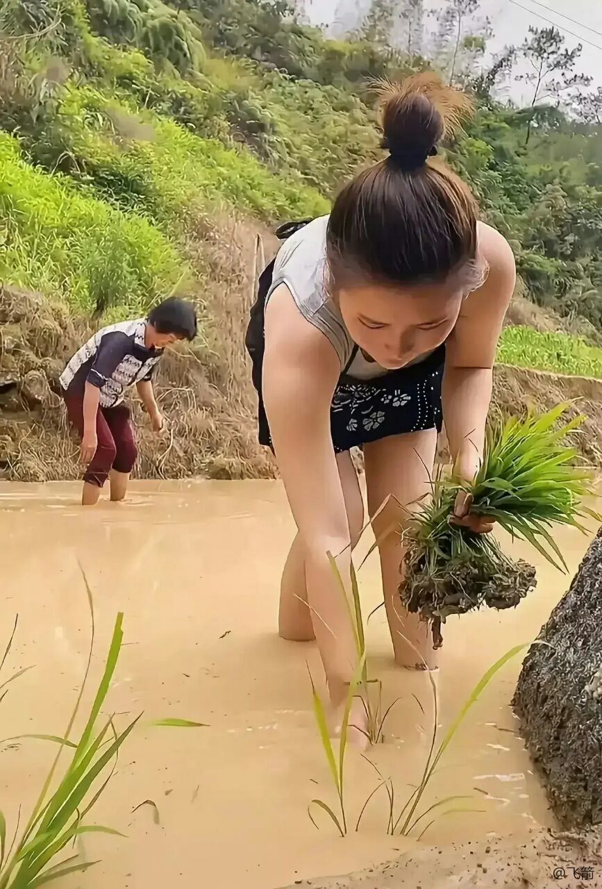 深圳500强企业美女,一直惦记着家里的一亩二分地,回家帮老娘插秧