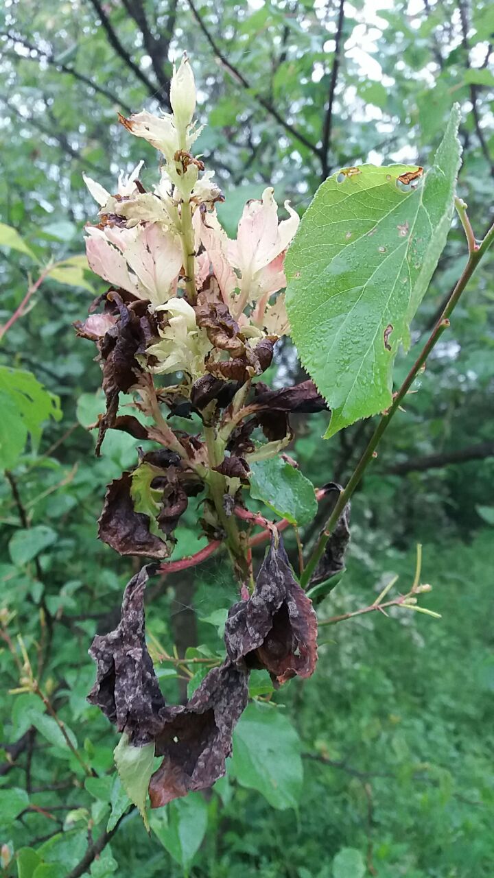 齐山大道月亮湖边成片的杏树,病虫害侵袭月亮湖边的树木