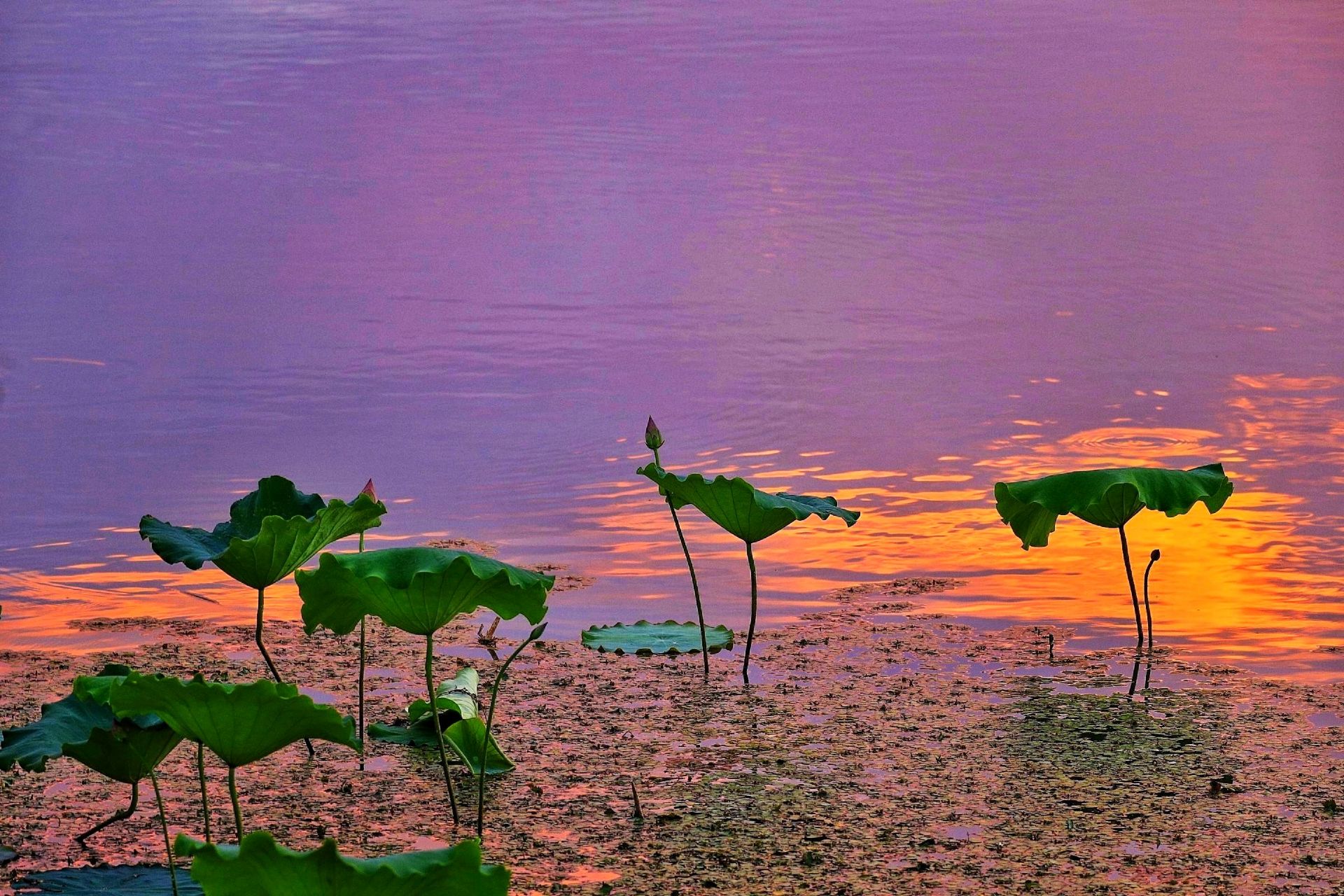 蒼穹流溢彩,飛雲變幻多.天際虹橋渡,霞光映日紅.