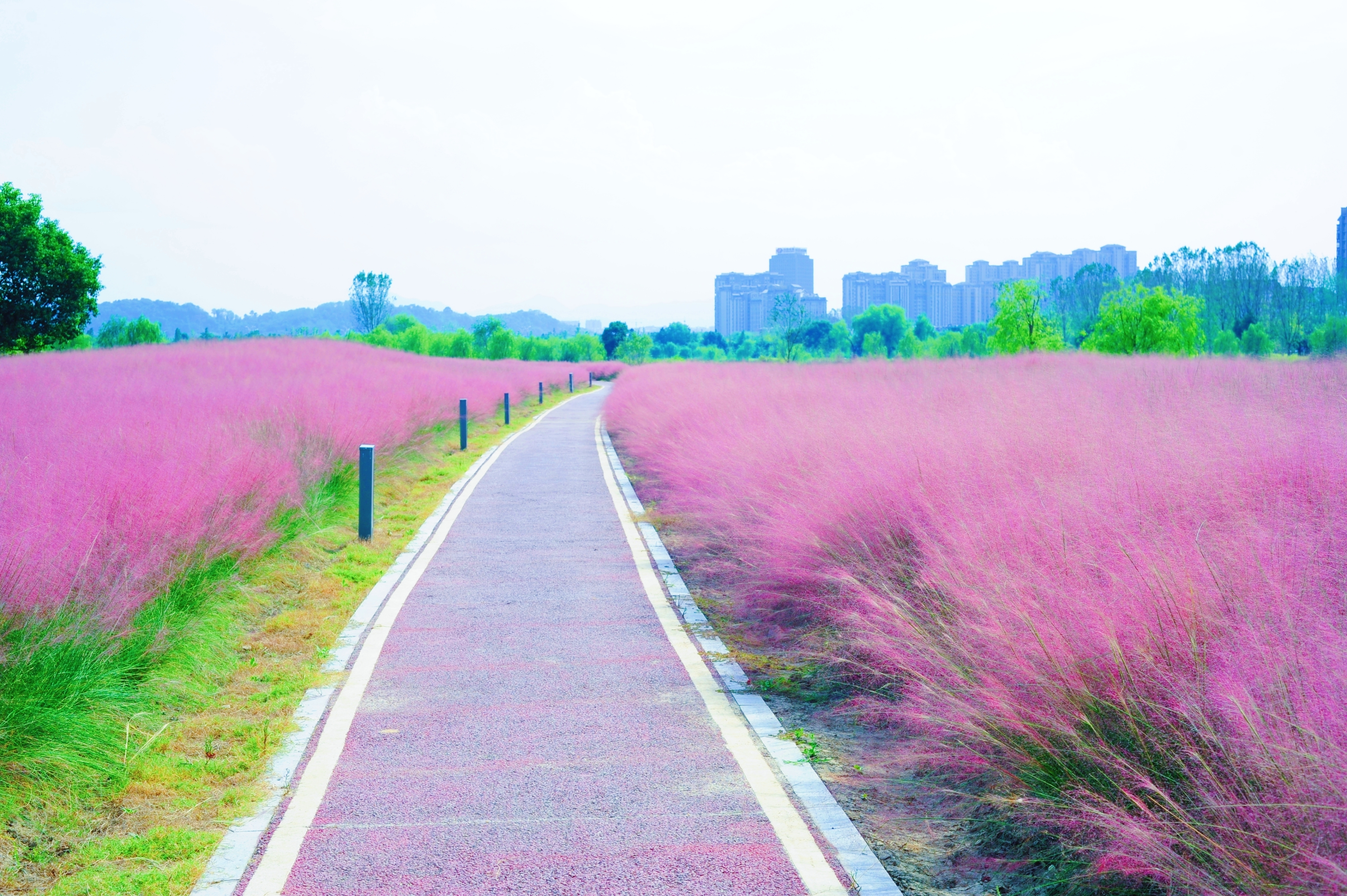 仪征粉黛花海图片